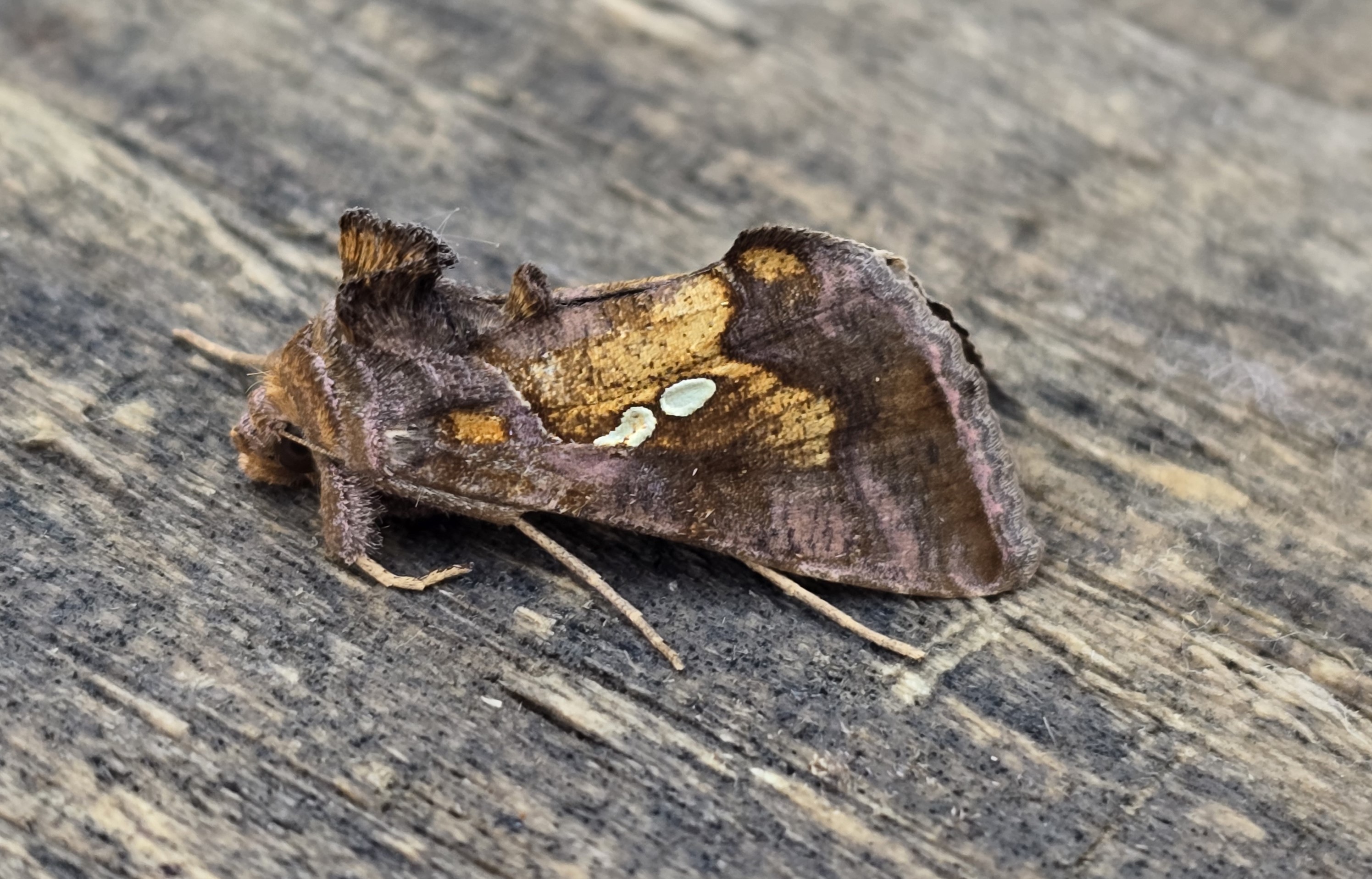 Photo of Golden Twin-spot (Chrysodeixis chalcites)